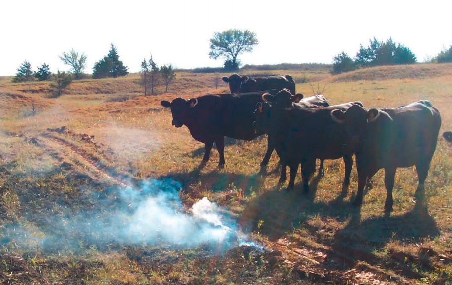 Ungulate preference for burned patches reveals strength of fire-grazing interactions
