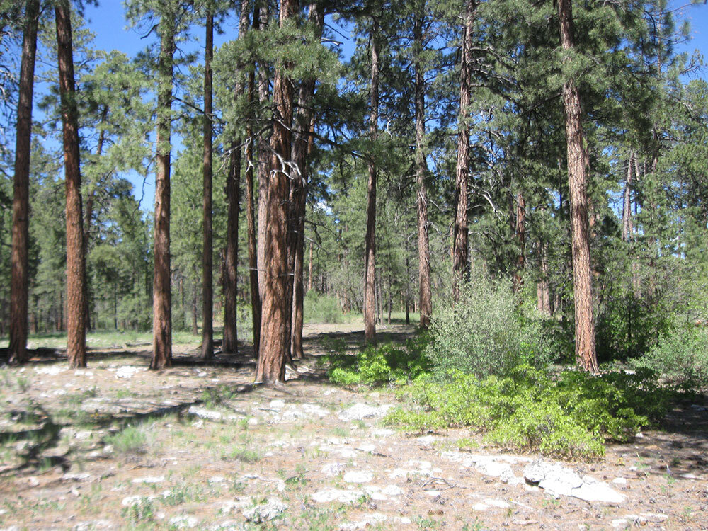 Ecosystem management applications of resource objective wildfires in forests of the Grand Canyon National Park