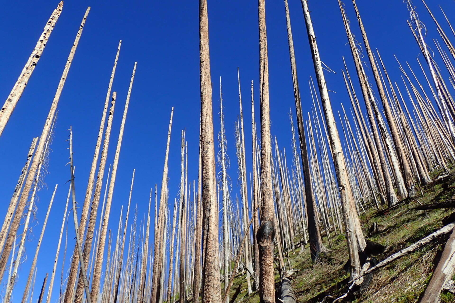 As wildfires flare up across West, new research highlights risk of long-term ecological change