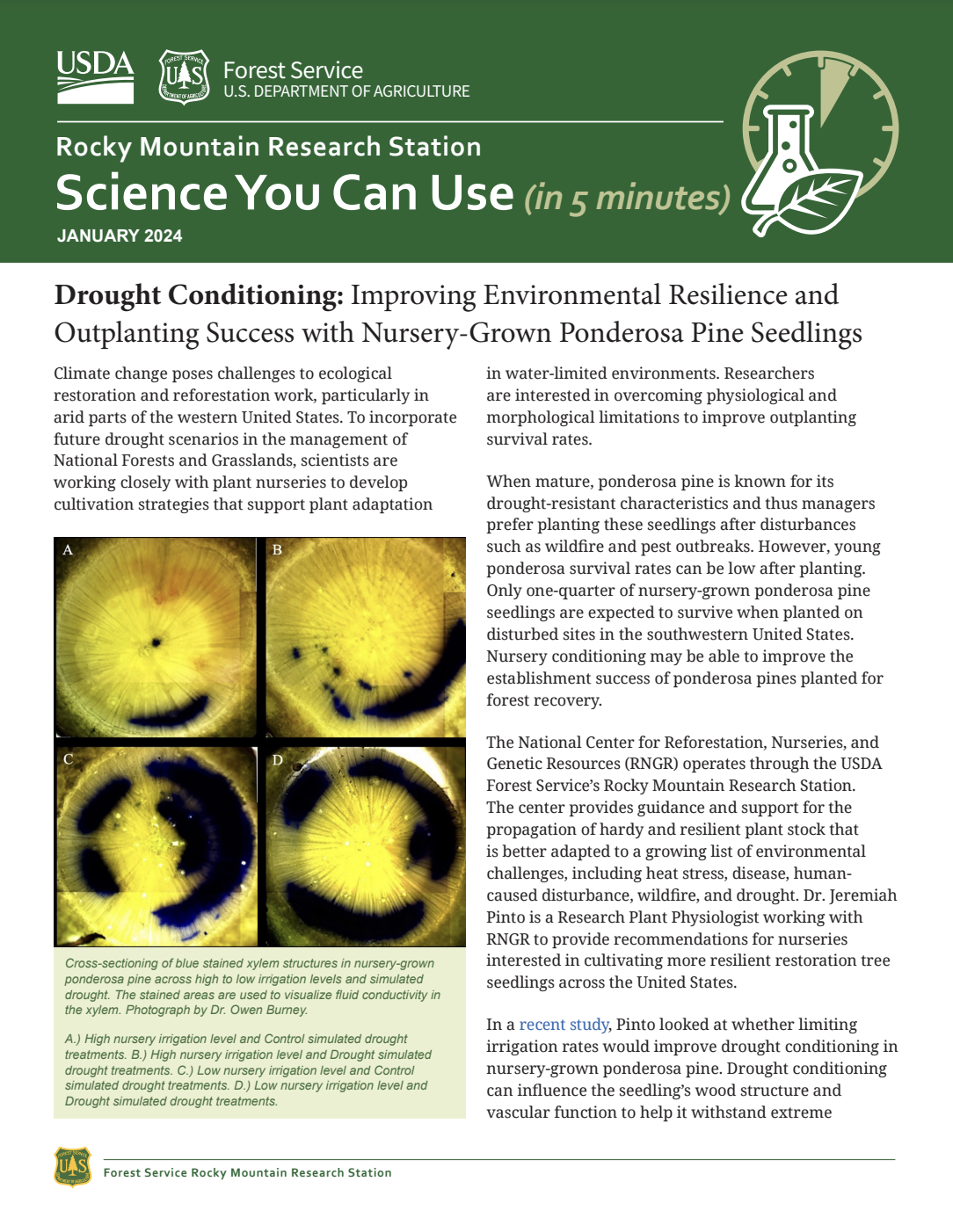 Drought Conditioning: Improving Environmental Resilience and Outplanting Success with Nursery-Grown Ponderosa Pine Seedlings