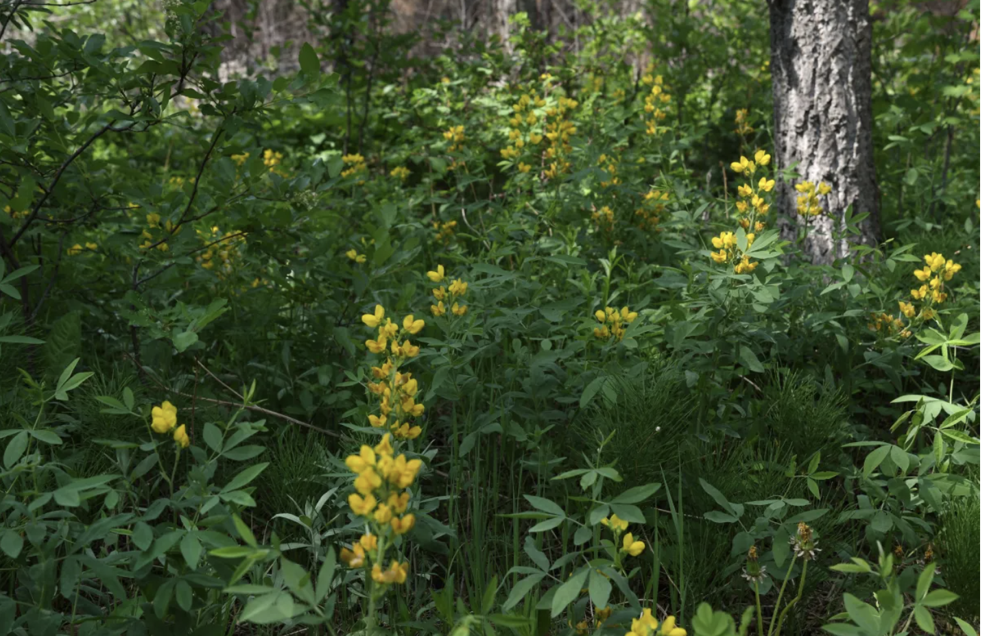 Thinning Colorado forests to reduce fire danger also helps bees and flowers, research shows