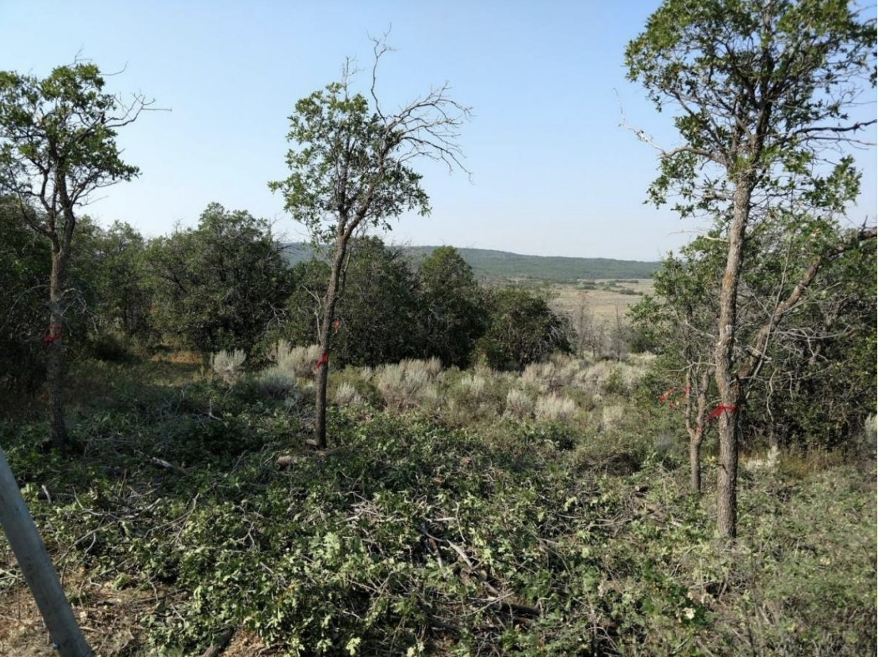 Sage-Oak 1 year Post Treatment Study Summary Report