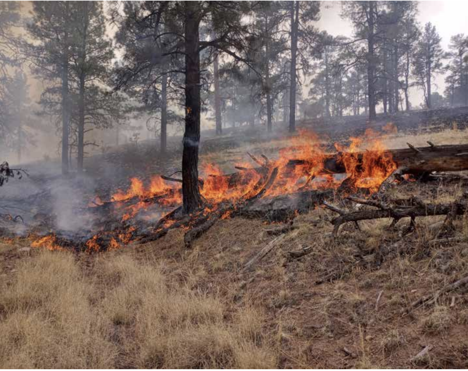 Managed Wildfire: A Research Synthesis and Overview