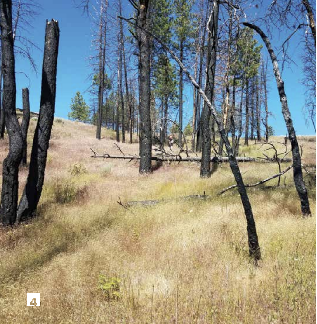 Not just another cheatgrass: The ventenata invasion in the interior Northwest