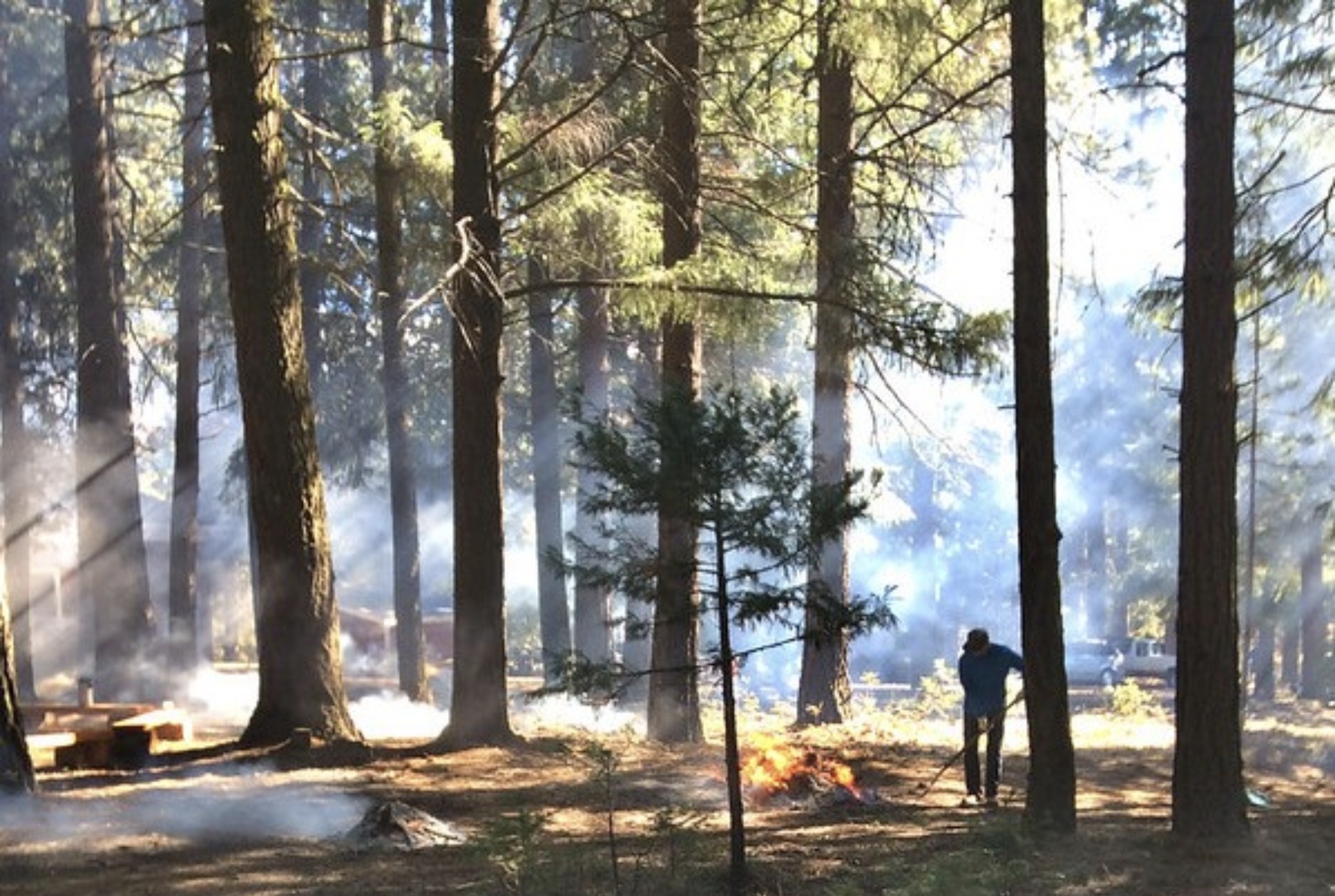 Number of trees that die years after wildfire likely bigger than thought, research shows     
