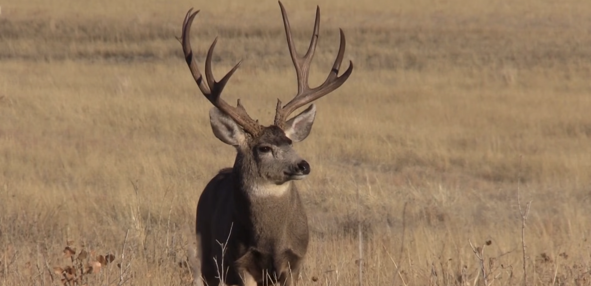 Defend Your Core – An Invasive Annual Grasses Story