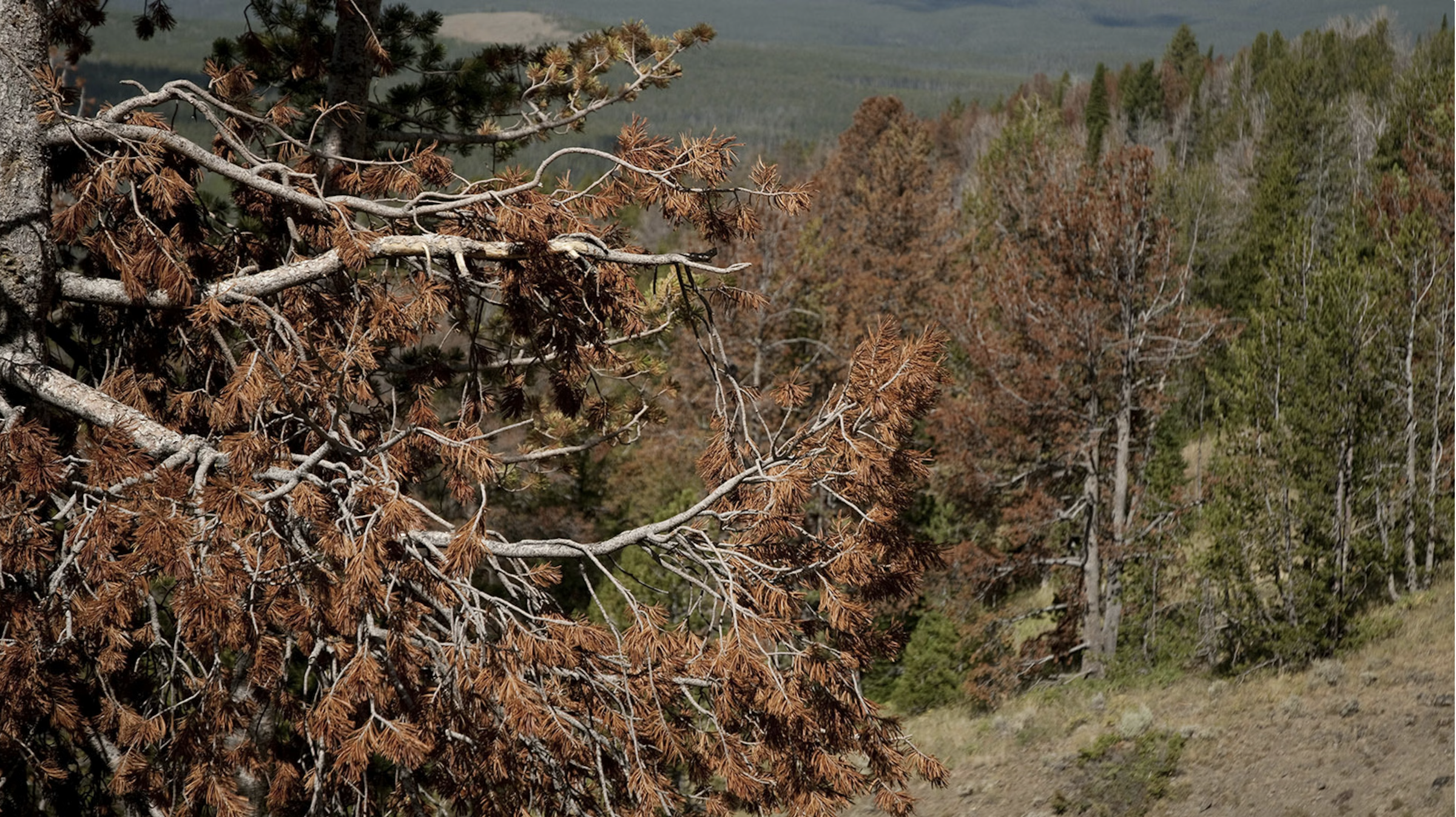Up To 35% Of Wyoming’s High Country Is Dead ‘Ghost Forest’ — And It’s Spreading