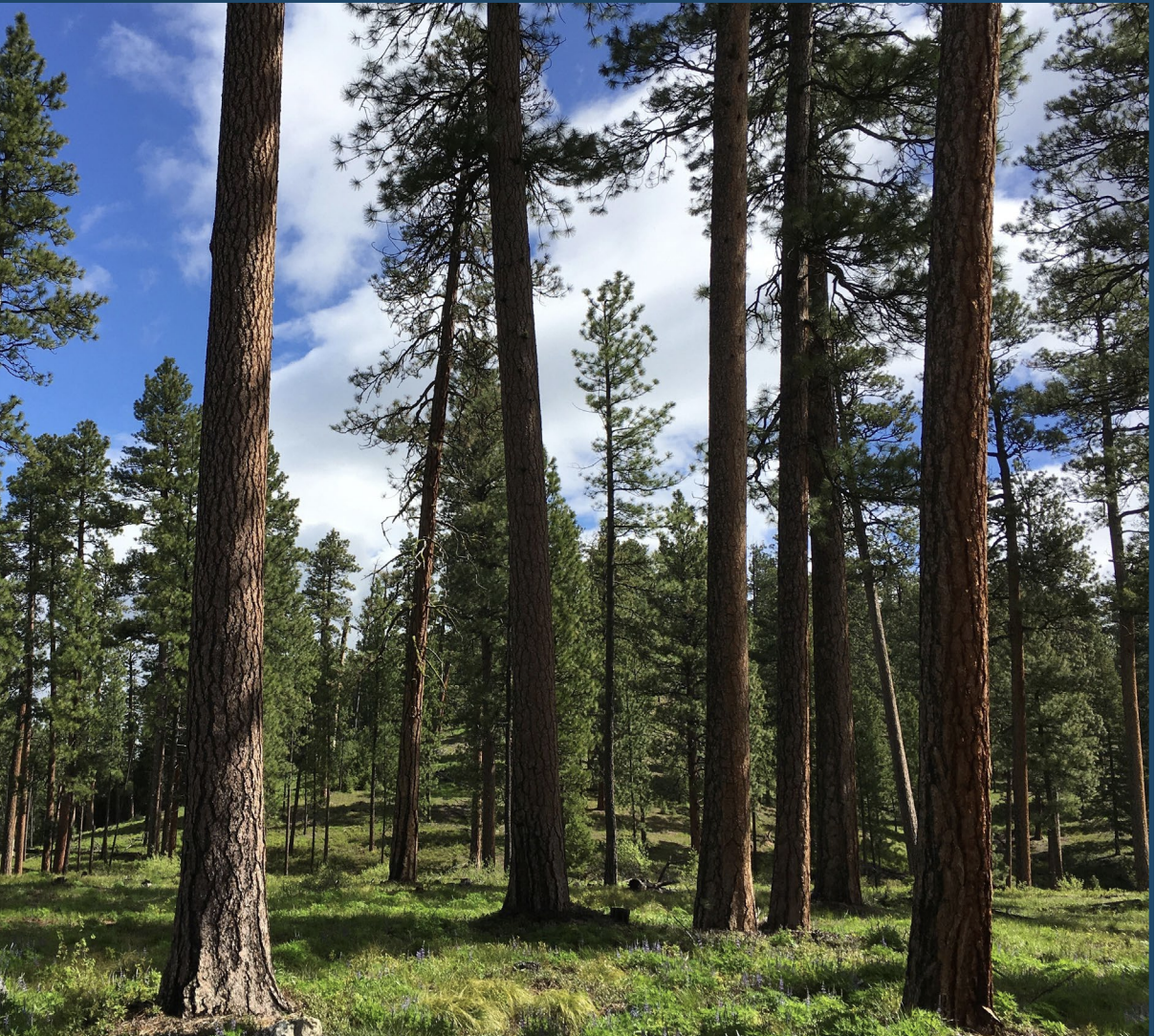Mature and Old-Growth Forests: Analysis of Threats on LandsManaged by the Forest Service andBureau of Land Management