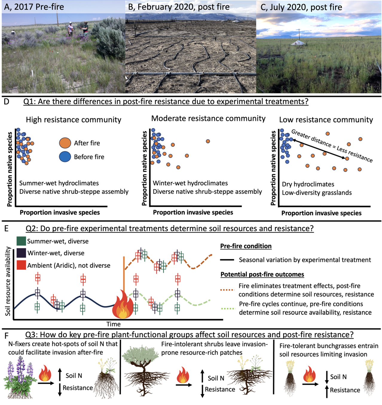 Loss of Ecosystem Resistance to Invasion after Wildfire Facilitated by a Pulse of Soil Nitrogen Availability: Experimental Evidence in the Burned Sagebrush Steppe: Loss of Resistance Explained by Soil N PulseT. M. Maxwell and others
