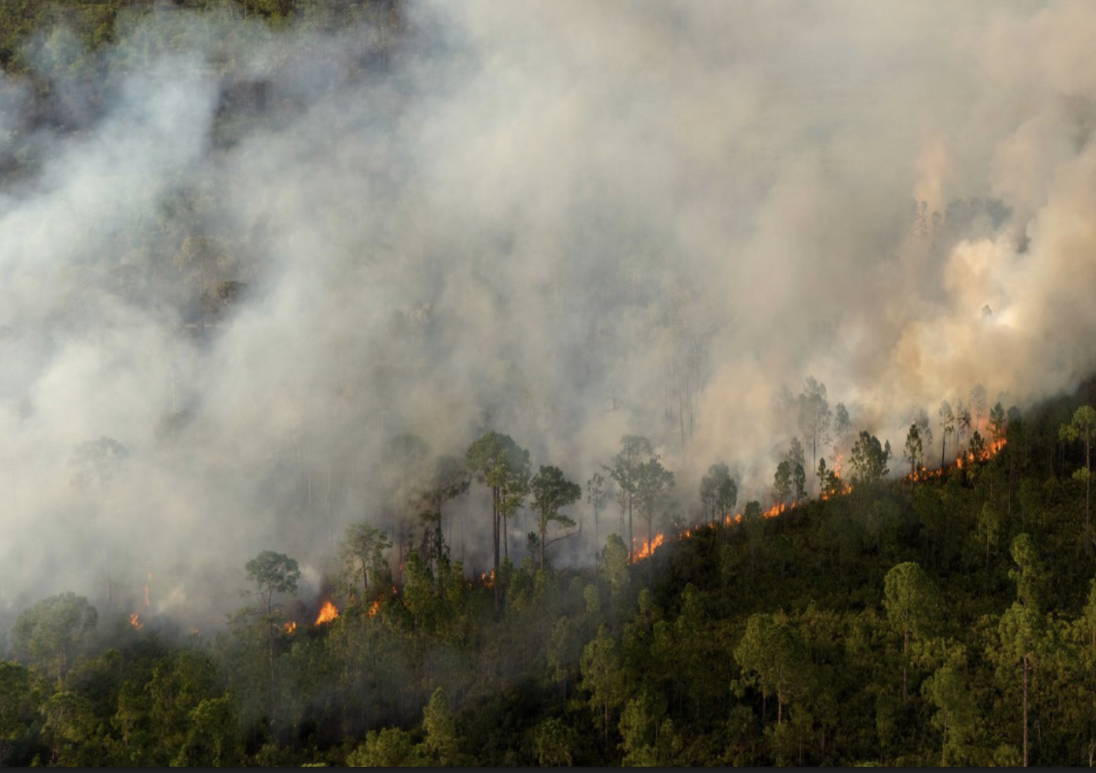 Prescribed Fire Liability Reportfor the Southern United States:A Summary of Statutes & Cases through 2025